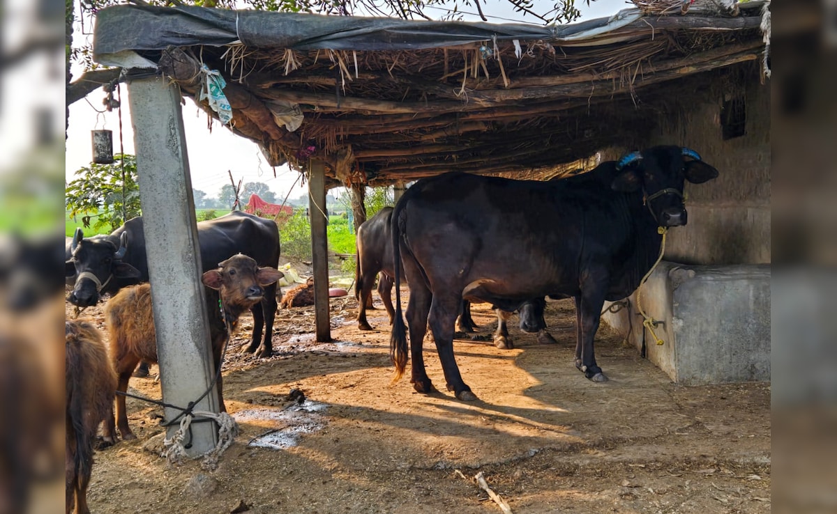 The Art of Baking: From Classic Bread to Artisan Pastries