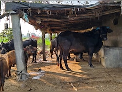 Madhya Pradesh To Tag 40 Lakh Stray Cattle With Saffron Tags