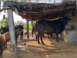 Madhya Pradesh To Tag 40 Lakh Stray Cattle With Saffron Tags