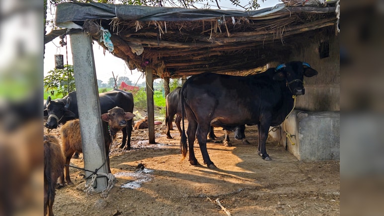 Madhya Pradesh To Tag 40 Lakh Stray Cattle With Saffron Tags