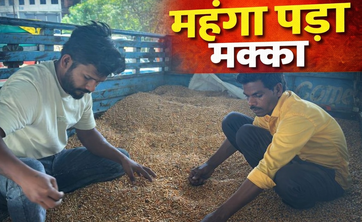 MP में 'पेट्रोल का विकल्प' बनने चला था किसान ! अब मंडियों में MSP से आधी कीमत पर बिक रहा है मक्का