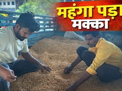 MP में 'पेट्रोल का विकल्प' बनने चला था किसान ! अब मंडियों में MSP से आधी कीमत पर बिक रहा है मक्का