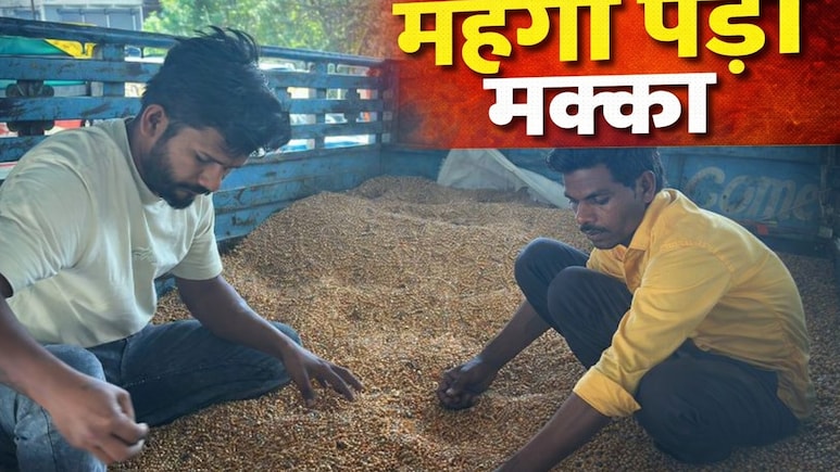 MP में 'पेट्रोल का विकल्प' बनने चला था किसान ! अब मंडियों में MSP से आधी कीमत पर बिक रहा है मक्का