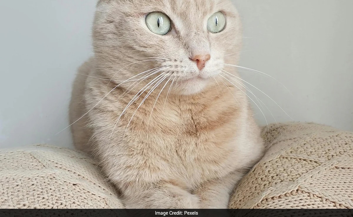 The Art of Baking: From Classic Bread to Artisan Pastries