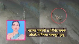 VIDEO: किंकाळ्या, धडपड अन् वेदना; भटक्या कुत्र्यांनी 15 मिनिट लचके तोडले, महिलेचा तडफडून जागीच मृत्यू