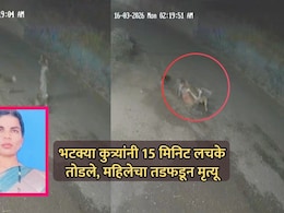VIDEO: किंकाळ्या, धडपड अन् वेदना; भटक्या कुत्र्यांनी 15 मिनिट लचके तोडले, महिलेचा तडफडून जागीच मृत्यू