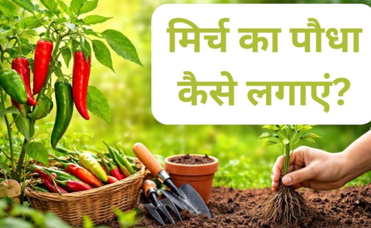 घर की बालकनी भर जाएगी हरी और लाल मिर्चों से, बस फॉलो कर लें ये 6 स्टेप्स, घर पर आसानी से उगा सकेंगे मिर्च!