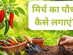 घर की बालकनी भर जाएगी हरी और लाल मिर्चों से, बस फॉलो कर लें ये 6 स्टेप्स, घर पर आसानी से उगा सकेंगे मिर्च!