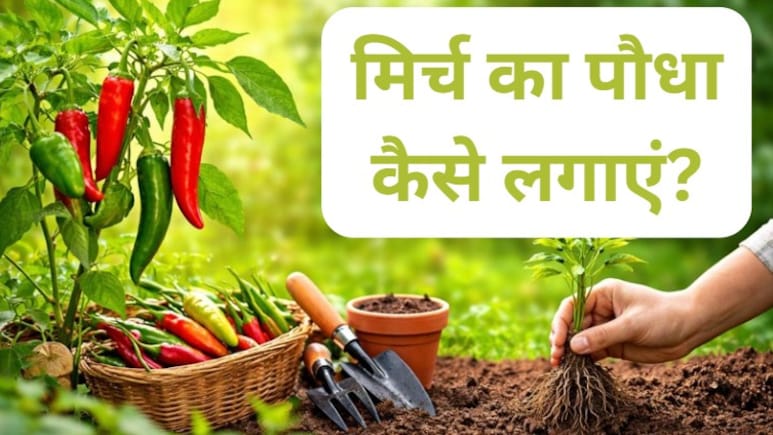 घर की बालकनी भर जाएगी हरी और लाल मिर्चों से, बस फॉलो कर लें ये 6 स्टेप्स, घर पर आसानी से उगा सकेंगे मिर्च!