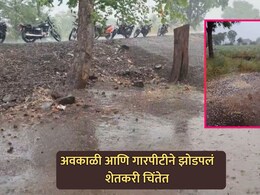 Maharashtra Unseasonal Rain: अवकाळी पाऊस आणि गारपिटीने झोडपले; पिकांचं मोठं नुकसान, शेतकरी हवालदिल