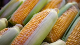 Milpa Diet Explained: A Traditional Mesoamerican Eating Pattern With Modern Health Benefits