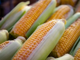 Milpa Diet Explained: A Traditional Mesoamerican Eating Pattern With Modern Health Benefits