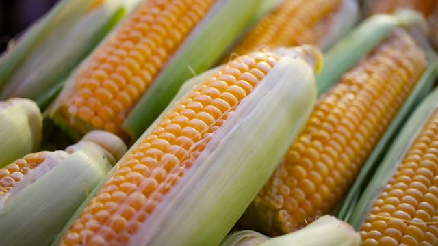 Milpa Diet Explained: A Traditional Mesoamerican Eating Pattern With Modern Health Benefits