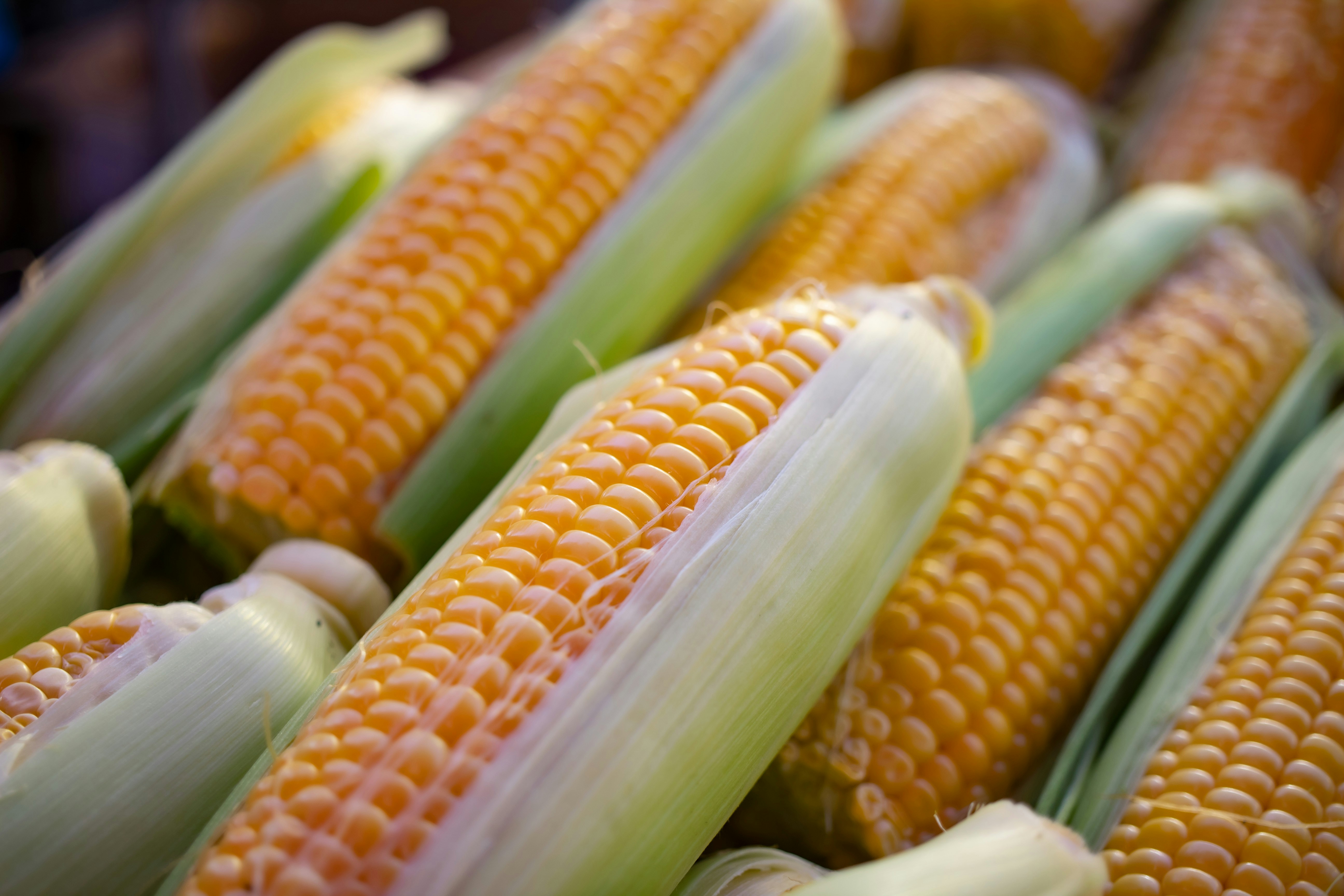 Milpa Diet Explained: A Traditional Mesoamerican Eating Pattern With Modern Health Benefits