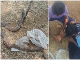 कर्नाटक: स्कूल कैंपस में छात्रा को कोबरा ने काटा,  टीचर ने चूस कर निकाला सांप का जहर, बच गई जान