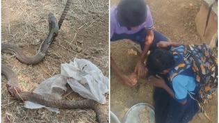 कर्नाटक: स्कूल कैंपस में छात्रा को कोबरा ने काटा,  टीचर ने चूस कर निकाला सांप का जहर, बच गई जान