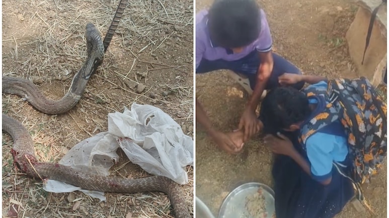 कर्नाटक: स्कूल कैंपस में छात्रा को कोबरा ने काटा,  टीचर ने चूस कर निकाला सांप का जहर, बच गई जान