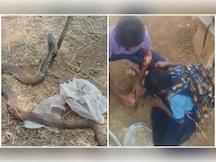 कर्नाटक: स्कूल कैंपस में छात्रा को कोबरा ने काटा,  टीचर ने चूस कर निकाला सांप का जहर, बच गई जान