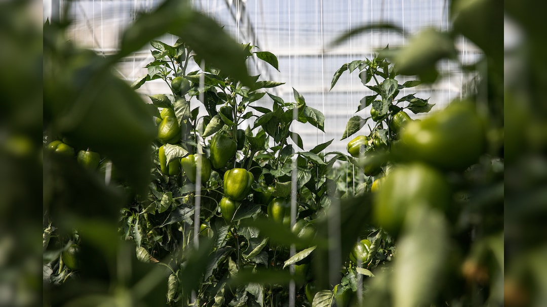 Dubai Keeps Shelves Stocked Even As War Disrupts Food Shipments