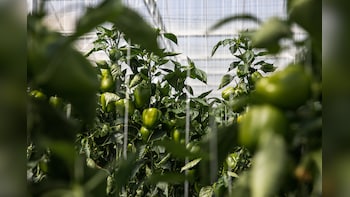 Dubai Keeps Shelves Stocked Even As War Disrupts Food Shipments