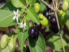 मुंहासे, फोड़े-फुंसी और पाचन के लिए चमत्कार से कम नहीं हैं ये 5 हरी पत्तियां