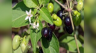 मुंहासे, फोड़े-फुंसी और पाचन के लिए चमत्कार से कम नहीं हैं ये 5 हरी पत्तियां