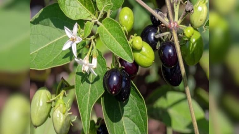 मुंहासे, फोड़े-फुंसी और पाचन के लिए चमत्कार से कम नहीं हैं ये 5 हरी पत्तियां