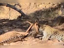पर्यटकों ने आंखो के सामने देखा शिकार, लेपर्ड ने दोगुने वजन वाले चीतल को एक झटके में किया पस्त