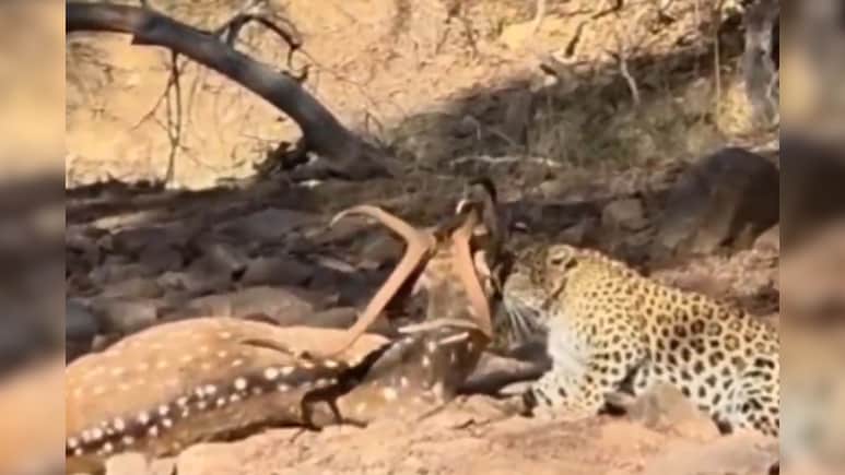 पर्यटकों ने आंखो के सामने देखा शिकार, लेपर्ड ने दोगुने वजन वाले चीतल को एक झटके में किया पस्त