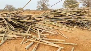 सागौन की तस्करी का अनूठा तरीका! बांस की आड़ में छिपाई करोड़ों की लकड़ी, अंतरराज्यीय नेटवर्क का पर्दाफाश