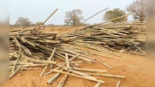 सागौन की तस्करी का अनूठा तरीका! बांस की आड़ में छिपाई करोड़ों की लकड़ी, अंतरराज्यीय नेटवर्क का पर्दाफाश