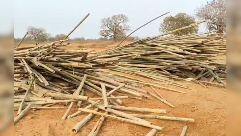 सागौन की तस्करी का अनूठा तरीका! बांस की आड़ में छिपाई करोड़ों की लकड़ी, अंतरराज्यीय नेटवर्क का पर्दाफाश