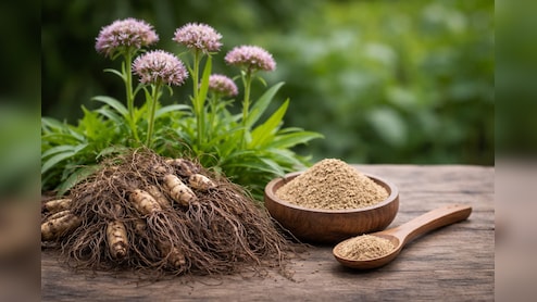 तनाव कम करने और नींद बेहतर करने में मदद करती है यह खास जड़ी-बूटी
