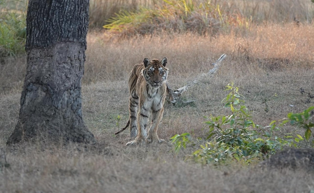 Pench Tiger Reserve Langdi Tigress Death: लंगड़ी बाघिन' की मौत