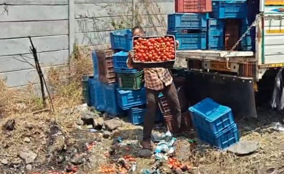 Video: Offered Rs 4 Per Kg, Maharashtra Farmer Dumps 25 Quintals Of Tomatoes