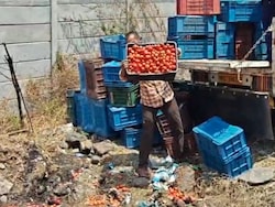 Video: Offered Rs 4 Per Kg, Maharashtra Farmer Dumps 25 Quintals Of Tomatoes