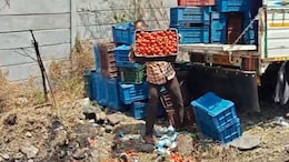 Video: Offered Rs 4 Per Kg, Maharashtra Farmer Dumps 25 Quintals Of Tomatoes