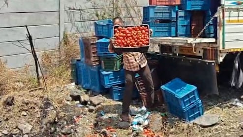 Video: Offered Rs 4 Per Kg, Maharashtra Farmer Dumps 25 Quintals Of Tomatoes