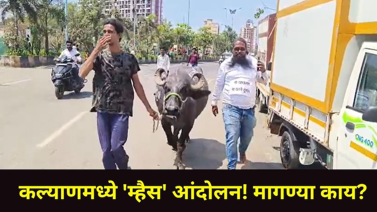 Kalyan News: कल्याणच्या 'या' भागात बिल्डरांचं अतिक्रमण, संतापलेले नागरिक KDMC मध्ये म्हैस घेऊन धडकले, Video