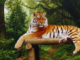 Satara News : ताराच्या मागे तीन दिवाने; सातारा सह्याद्रीच्या जंगलात 'शिलेदाराच्या' एन्ट्रीने वाढली स्पर्धा