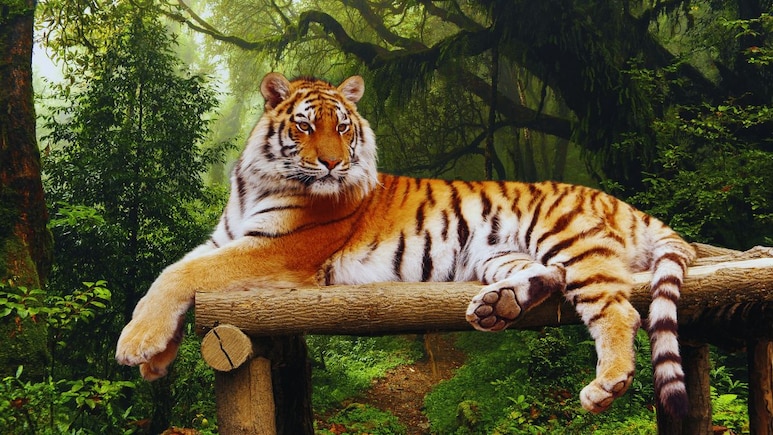 Satara News : ताराच्या मागे तीन दिवाने; सातारा सह्याद्रीच्या जंगलात 'शिलेदाराच्या' एन्ट्रीने वाढली स्पर्धा