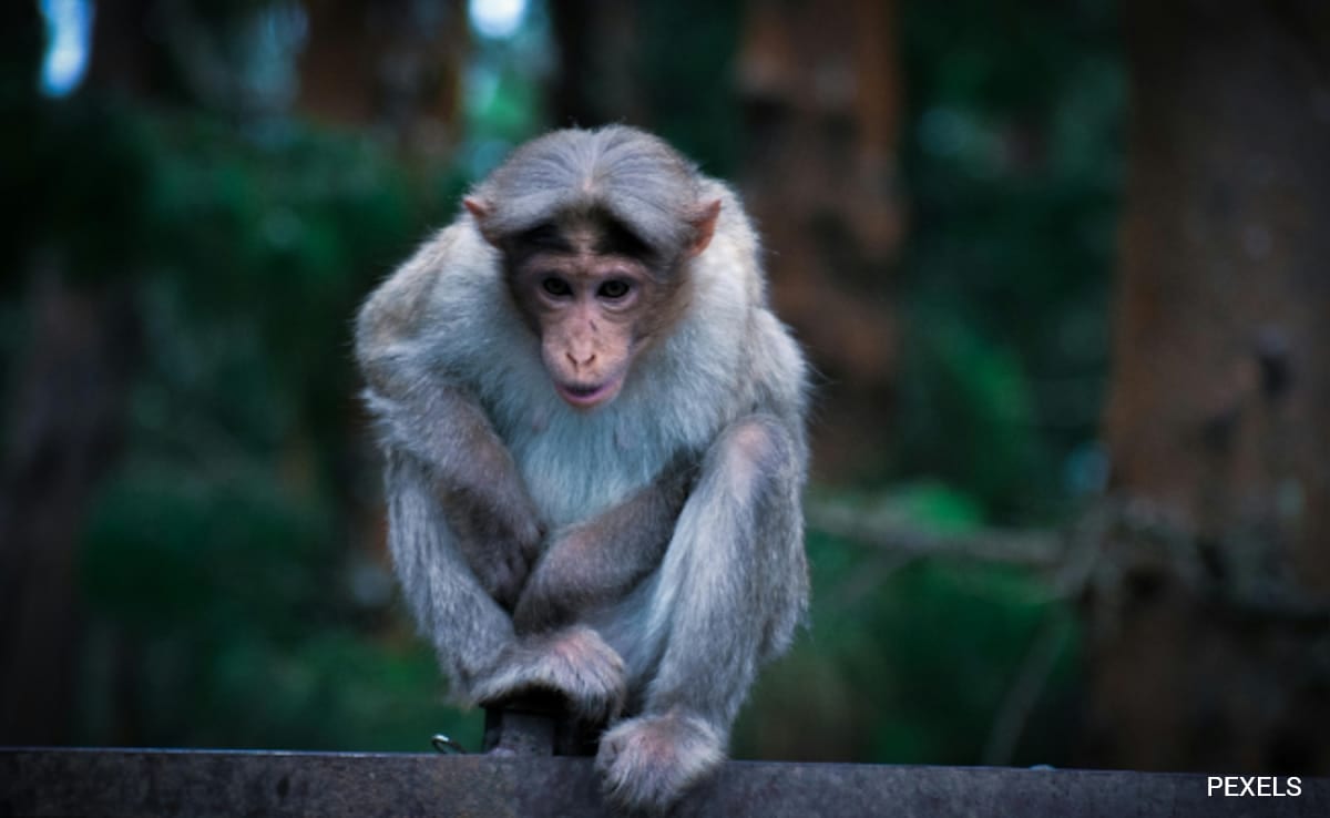 Arrow Pierces Monkey's Throat In Maharashtra, 2nd Attack In 4 Days