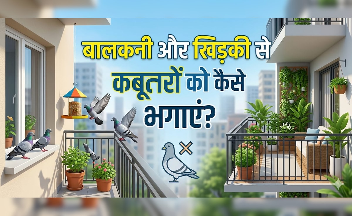 क्या आपके घर की बालकनी और खिड़की में कबूतरों ने डाल रखा है डेरा, तो अपनाएं ये 9 आसान तरीके, दोबारा कभी नजर नहीं आएंगे...