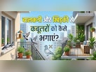 क्या आपके घर की बालकनी और खिड़की में कबूतरों ने डाल रखा है डेरा, तो अपनाएं ये 9 आसान तरीके