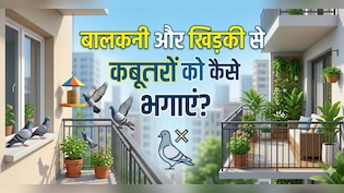 क्या आपके घर की बालकनी और खिड़की में कबूतरों ने डाल रखा है डेरा, तो अपनाएं ये 9 आसान तरीके, दोबारा कभी नजर नहीं आएंगे...