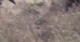 ओडिशा में हाथी ने पैर से कुचला, आराम से उठकर चलने लगा शख्स, VIDEO देख आप भी कहेंगे- चमत्कार इसे कहते हैं