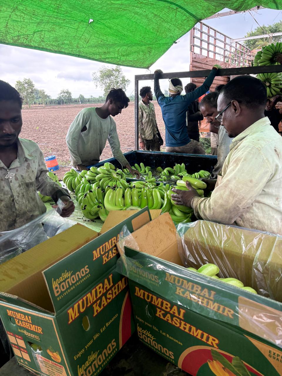 Impact of Iran-Israel-USA War on Banana Exports from Burhanpur India