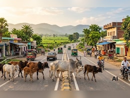 छत्तीसगढ़ की सड़कों पर पौने 2 लाख गौवंश! विधानसभा में एक सवाल के जवाब में मिले चौंकाने वाले आंकड़े&nbsp;