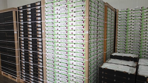 Nashik News युद्धाच्या वणव्यात नाशिकची द्राक्षे होरपळली! 13 मेट्रिक टन द्राक्षांचा कंटेनर परतला, आता पुढे काय?