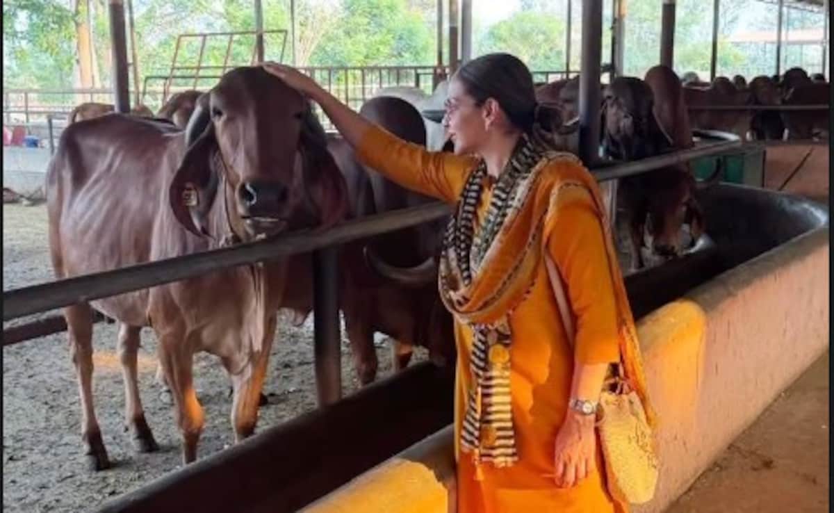 पिता धर्मेंद्र की यादों को ताजा करने फॉर्महाउस पहुंचीं ईशा देओल, गाय और बछड़ों पर लुटाया प्यार, बोलीं-'जहां मुझे शांति मिलती है'